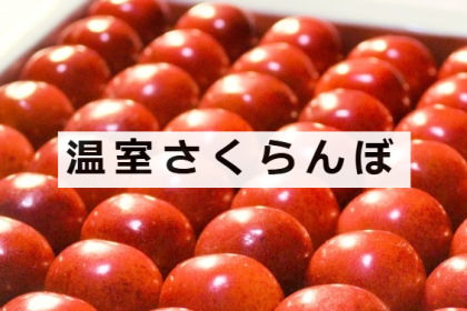 やまがた朝日屋さんで、「温室さくらんぼ」の予約が始まっています！旬の先取りで、今だけの贅沢を。